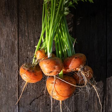 Carotte Marché de Paris - Daucus carota