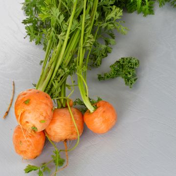 Carotte Paris Market Atlas - Daucus carota 