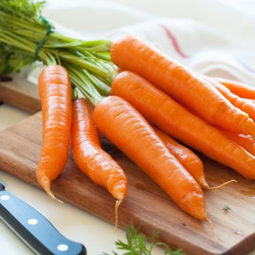 Carotte Romance - Daucus carota 