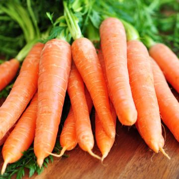 Carotte Scarla