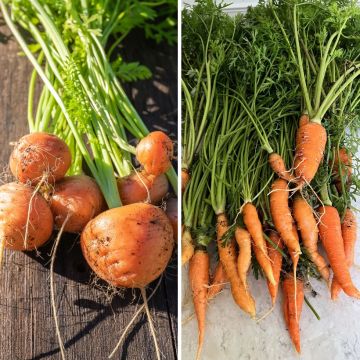 Carotte en mélange (Marché de Paris - Nantaise) - Bio - Ferme de Sainte Marthe