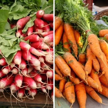Carotte et Radis en mélange (Carotte Nantaise - Radis de 18 jours) - Bio - Ferme de Sainte Marthe