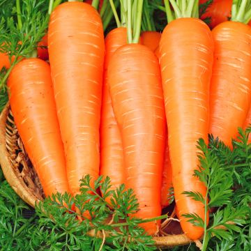 Carte ruban de Carotte Nantes 2 BIO - Daucus carota