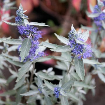 Caryopteris clandonensis Sterling silver® - Spirée bleue
