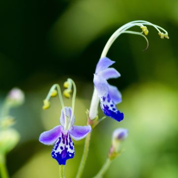 Caryopteris divaricata, Spirée bleue