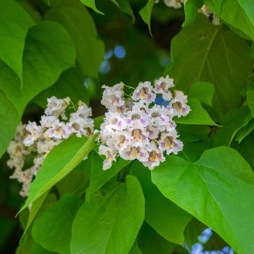 Graines de Catalpa commun - Catalpa bignonioides