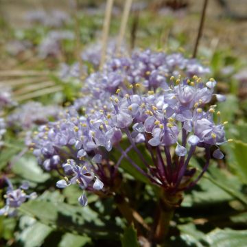 Ceanothus prostratus - Céanothe prostré.