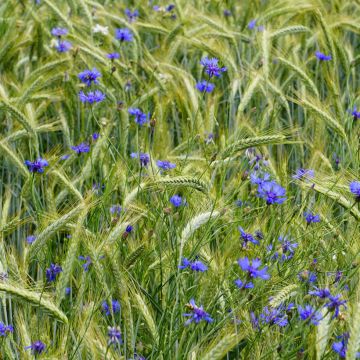 Graines de Centaurée bleuet sauvage - Centaurea cyanus 