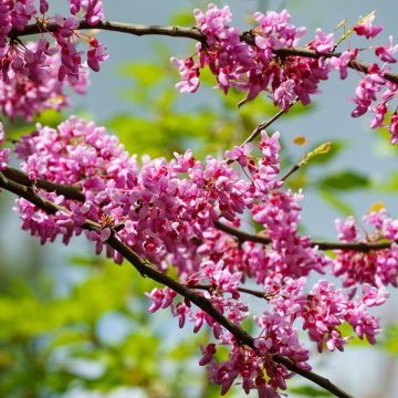 Cercis canadensis Eternal Flame - Gainier du Canada 