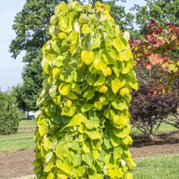 Cercis canadensis Golden Falls - Gainier du Canada 12/15L