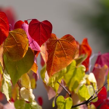 Gainier du Canada - Cercis canadensis Red Force