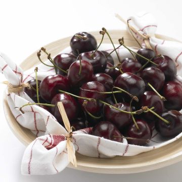 Cerisier Bigarreau Délice de Malicorne - Georges Delbard