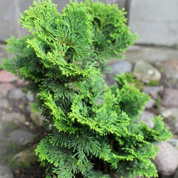 Cyprès hinoki du Japon - Chamaecyparis obtusa Contorta