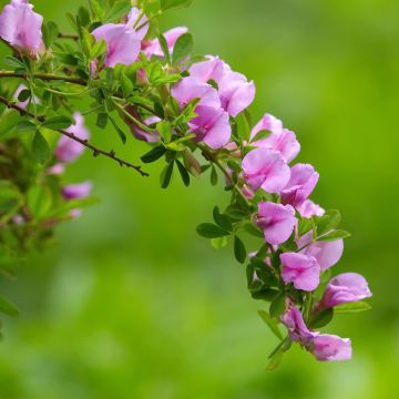 Chamaecytisus purpureus - Cytisus purpureus - Genêt pourpre
