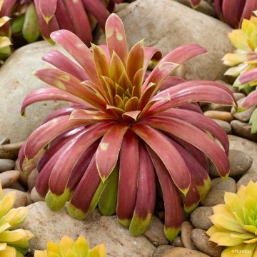 Sempervivum Chick Charms Giants Gold Mine - Joubarbe