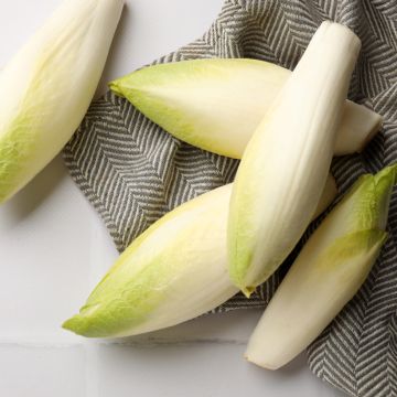 Chicorée Witloof (Endive) Normale Maraîchère - Cichorium intybus latifolium