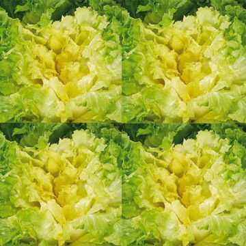 Chicorée sauvage Améliorée Blonde