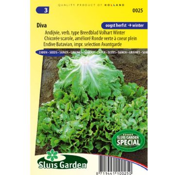 Chicorée scarole Diva - Cichorium endivia var. latifolium