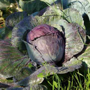 Chou rouge Buscaro en mottes potagères