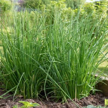 Ciboulette Polyvit Bio