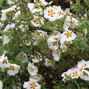 Cistus x florentinus Repens - Ciste