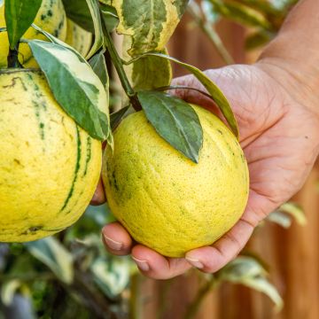 Citronnier - Citrus limon Sanguineum