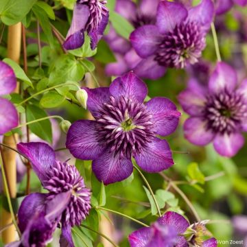 Clématite Viticella Etoile Violette