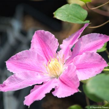 Clématite - Clematis Abilene