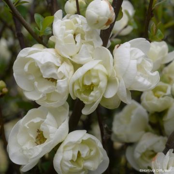Cognassier du Japon - Chaenomeles speciosa Double Delice Pure