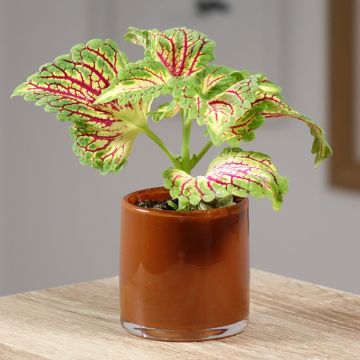 Coleus Spacecake