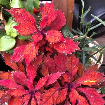 Coleus FlameThrower Habanero 