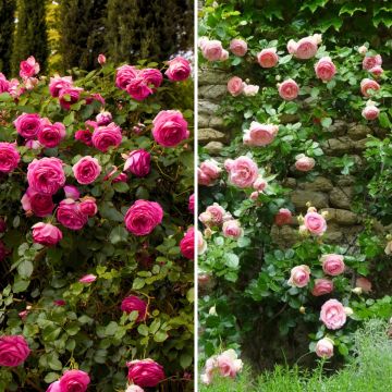 Collection 2 Rosiers grimpants roses