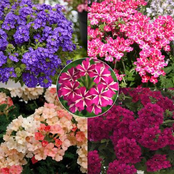 Collection 5 Verveines assorties pour jardinières