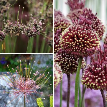 Collection Alliums Etranges