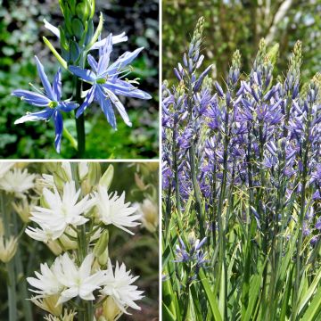 Collection Camassias