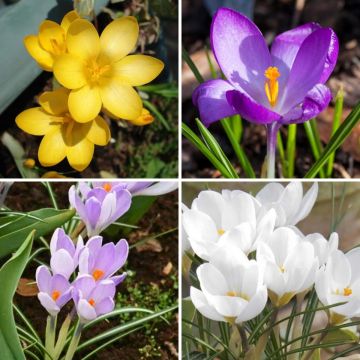 Collection Crocus Botaniques