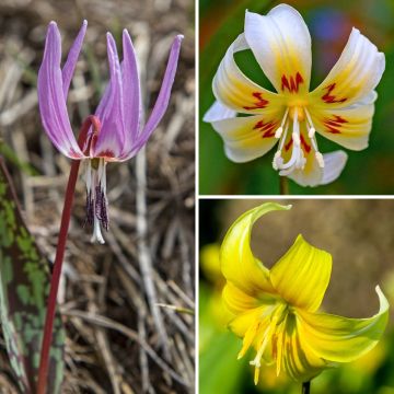 Collection Erythronium