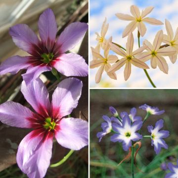 Collection Leucocorynes - Gloires du Soleil