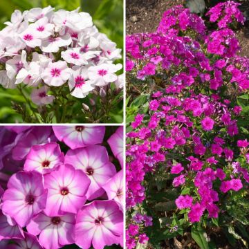 Collection de 3 Phlox paniculata nains
