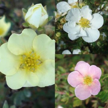 Collection de 3 Potentilles Fruticosa