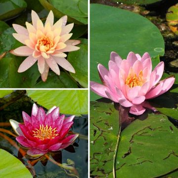 Collection nénuphars