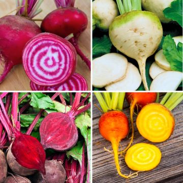 Collection de 4 betteraves colorées bio