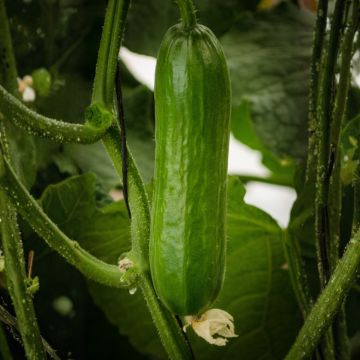 Concombre Patio Snacker F1 - Cucumis sativus