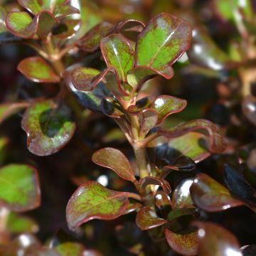 Coprosma Pacific Night