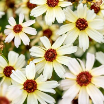 Coreopsis verticilata Sunbeam - Coreopsis verticillé