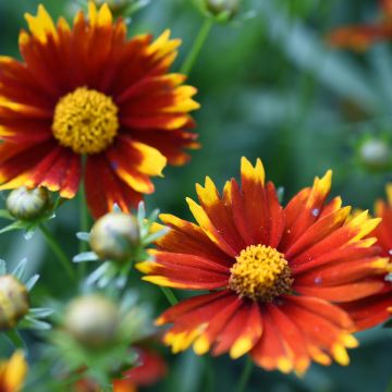 Coreopsis Uptick Yellow and Red