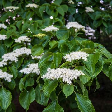 Cornus controversa - Cornouiller des Pagodes