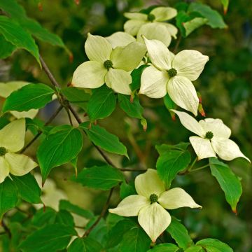 Cornus ou Cornouiller Kousa China Girl