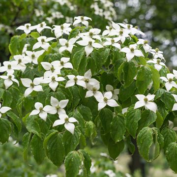 Cornus kousa chinensis - Cornouiller de Chine