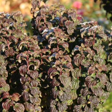 Cornus ou Cornouiller Sanguinea Mid Winter Fire